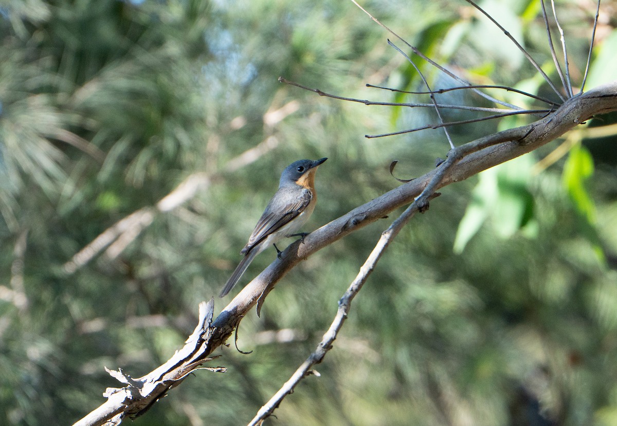 Kurşuni Monark - ML647457514