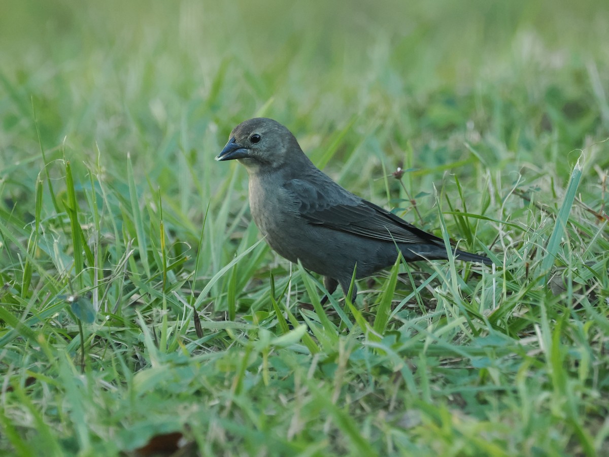 Boz Başlı İnekkuşu - ML647457517