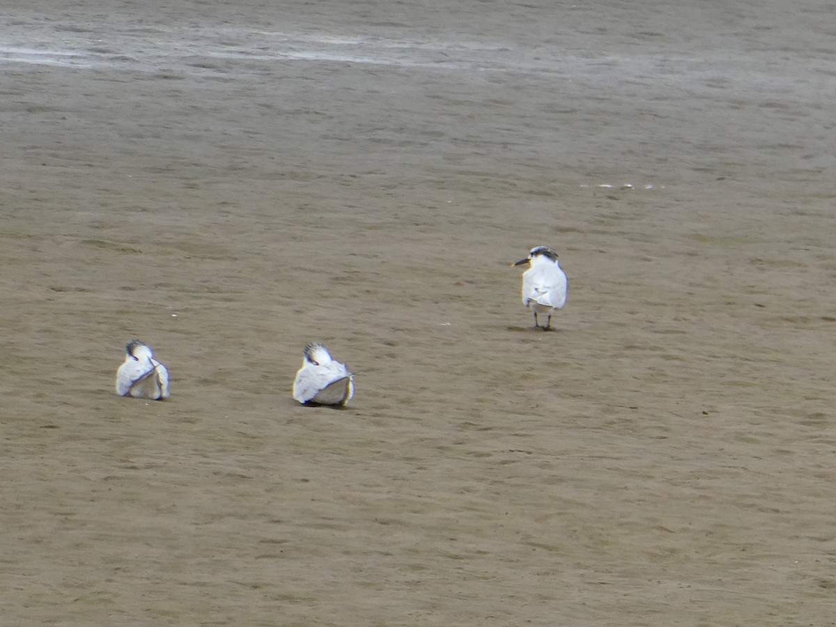 Kara Gagalı Sumru - ML647457518