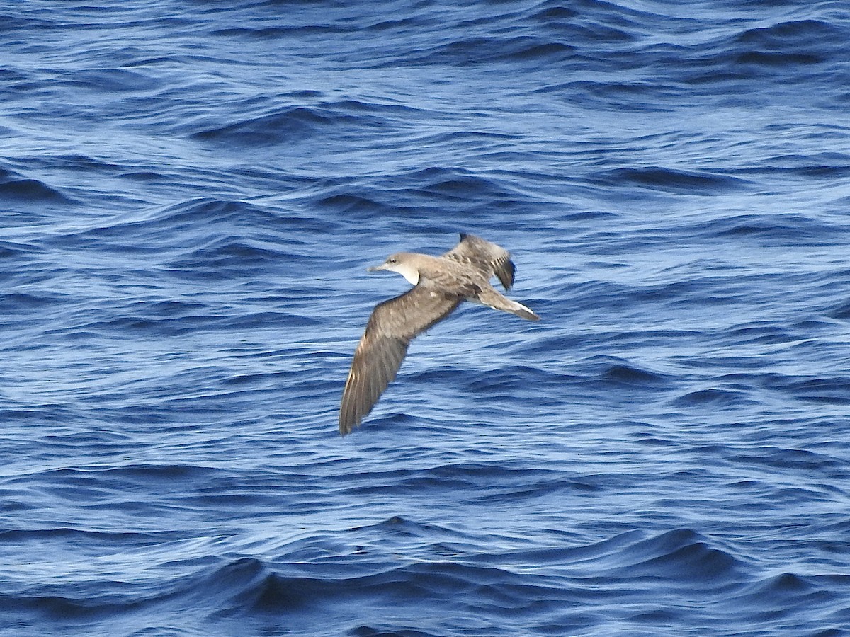 Atlantik Boz Yelkovanı - ML647457520