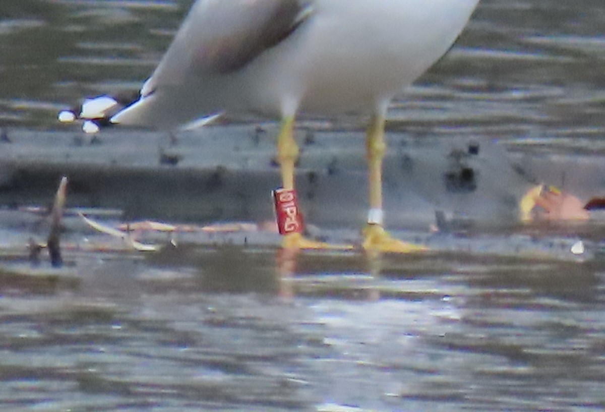 Gümüş Martı - ML647457522