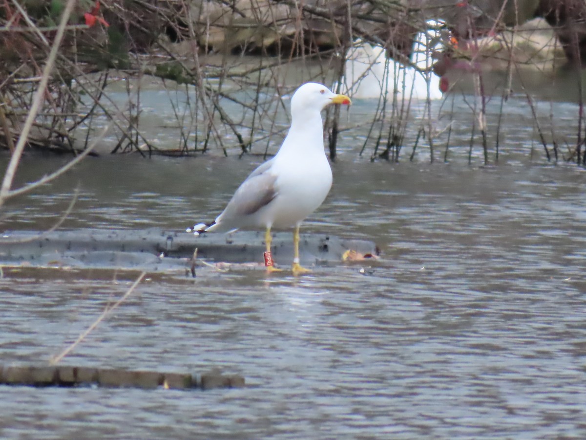 Gümüş Martı - ML647457523