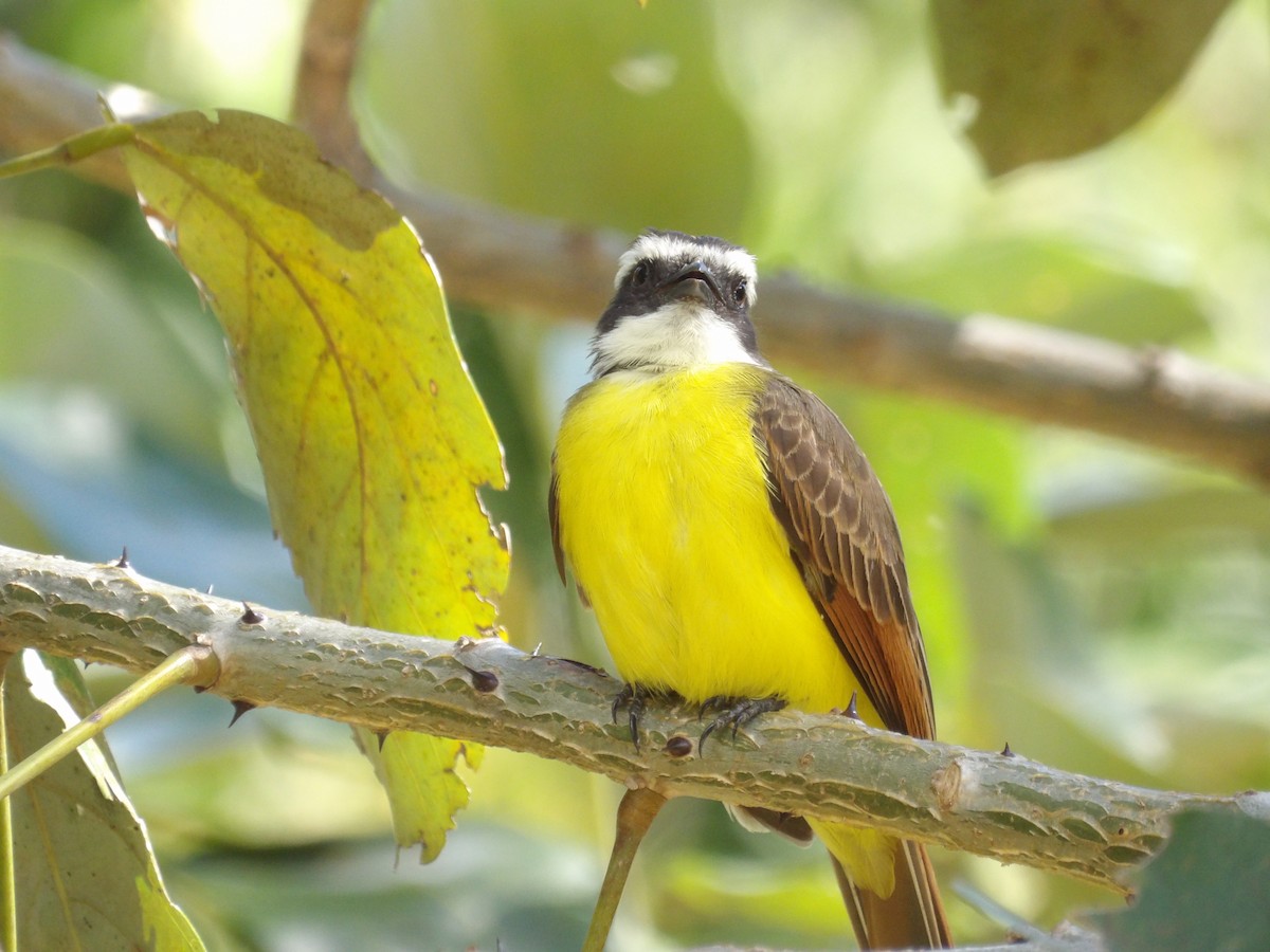 Kızıl Kanatlı Tiran - ML647457525