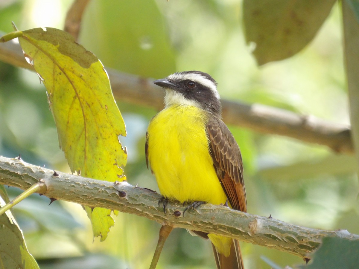 Kızıl Kanatlı Tiran - ML647457526