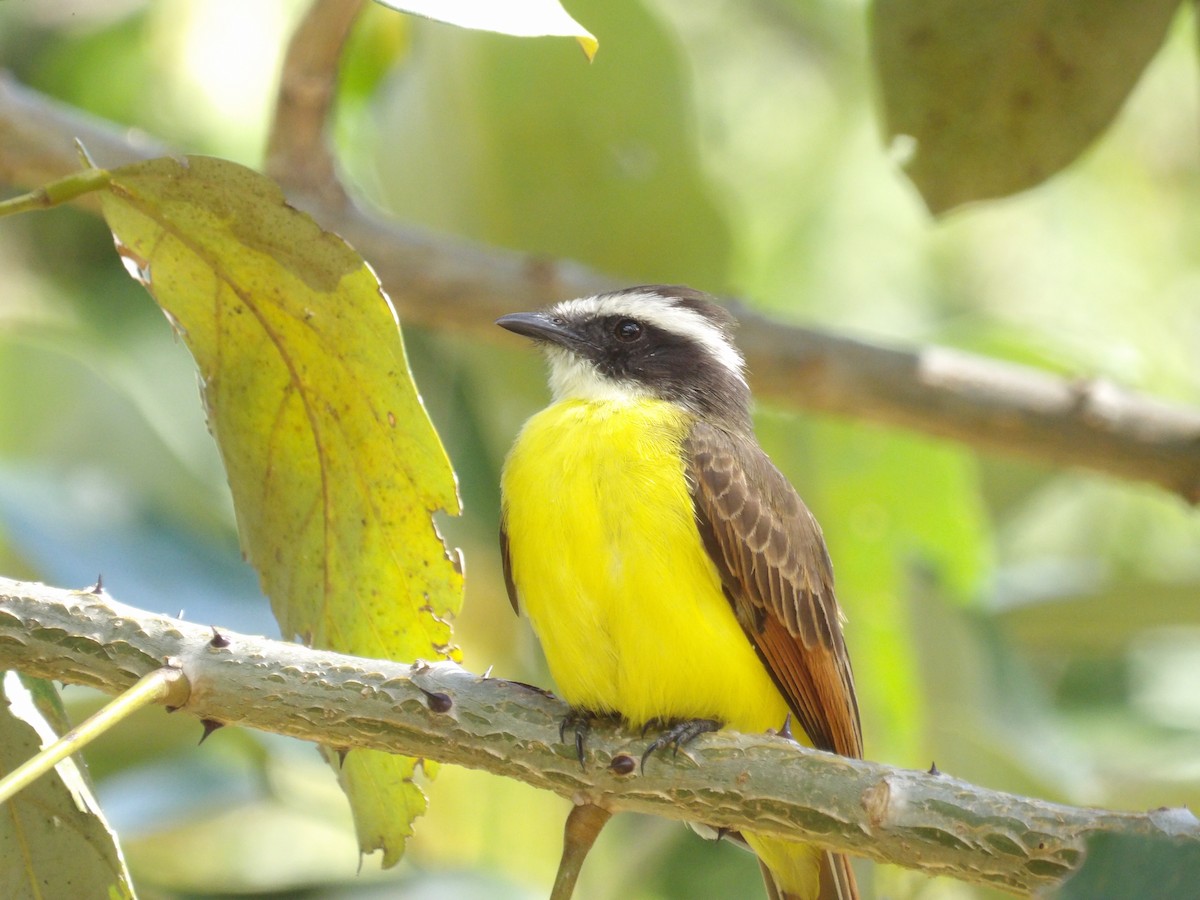 Kızıl Kanatlı Tiran - ML647457527