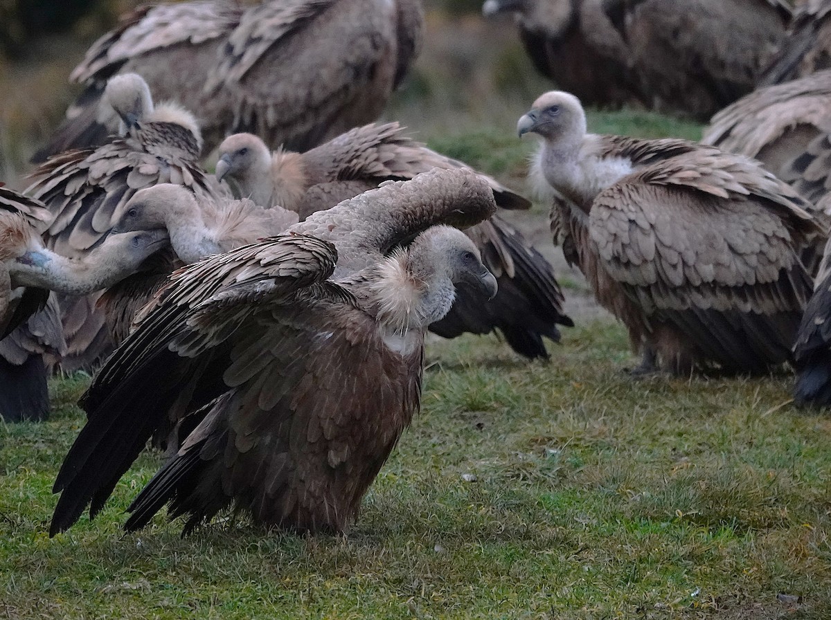 Kızıl Akbaba - ML647457529