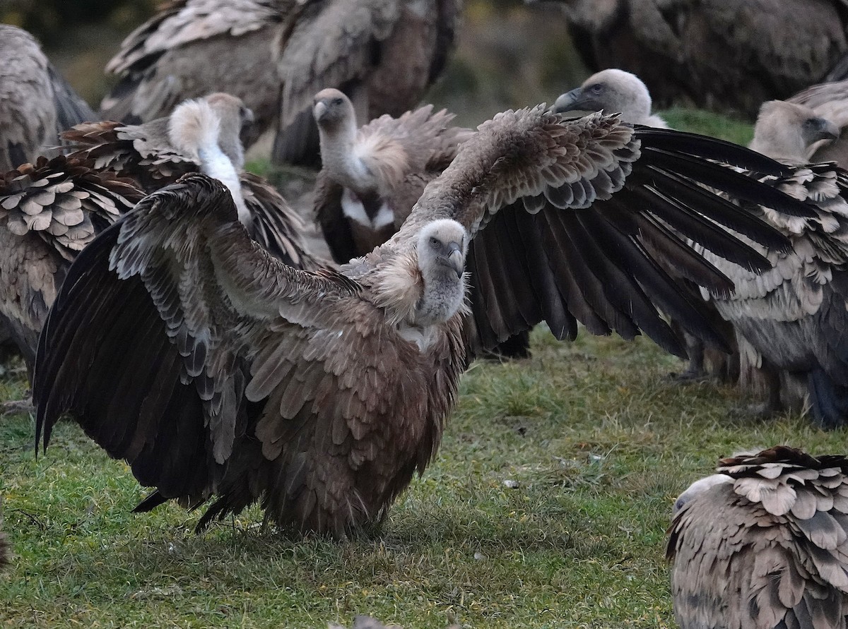 Kızıl Akbaba - ML647457530