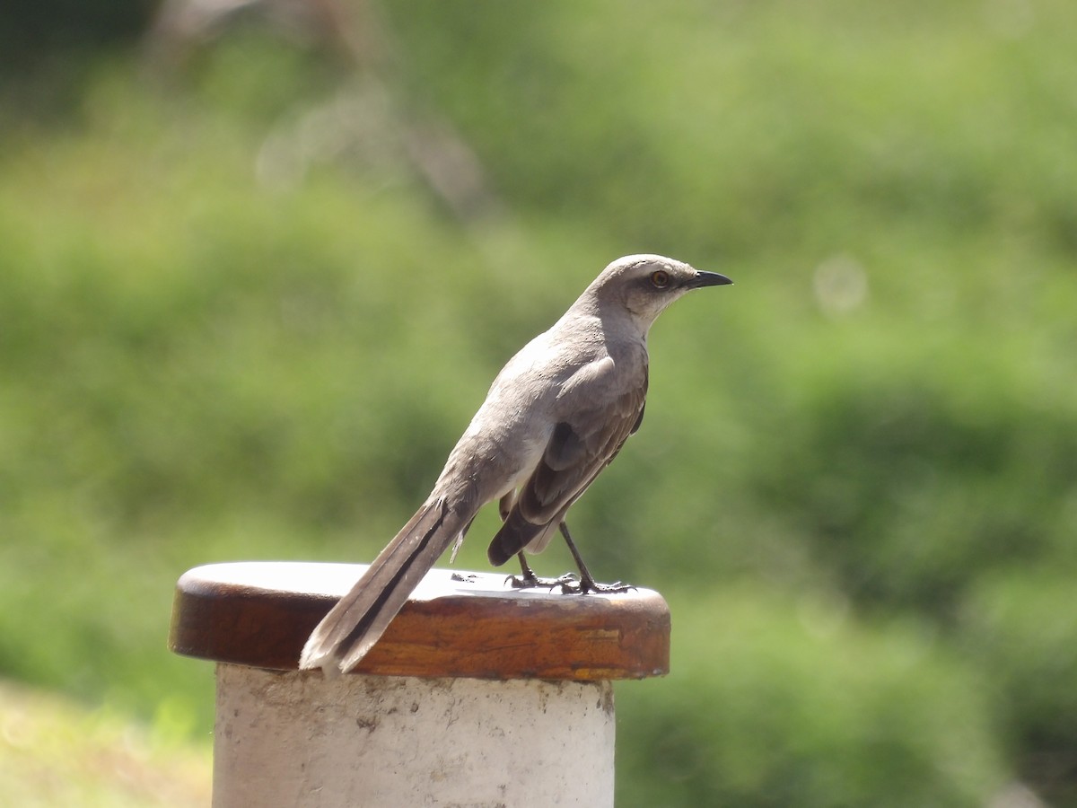 Tropikal Taklitçi [gilvus grubu] - ML647457531