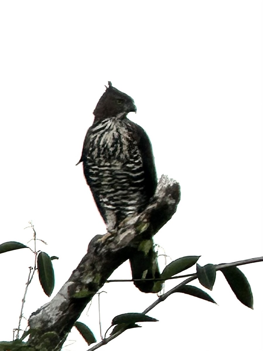 Wallace Atmaca Kartalı - ML647457532