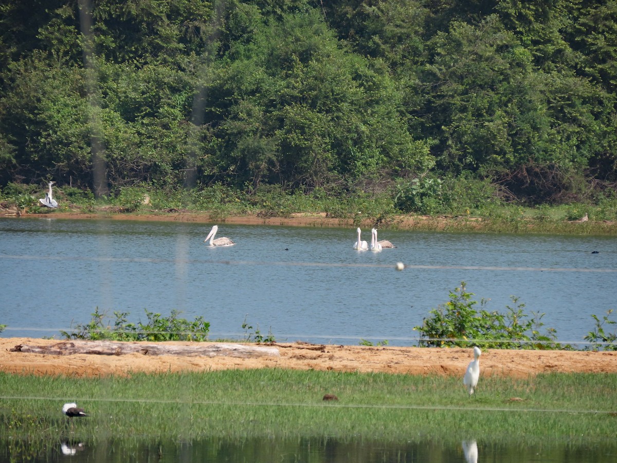 Hint Pelikanı - ML647457533