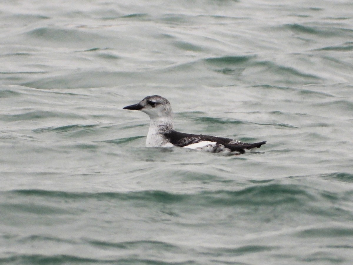 Kara Alk - ML647457534