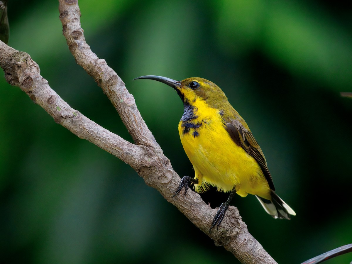 Sahul Nektarkuşu - ML647457535