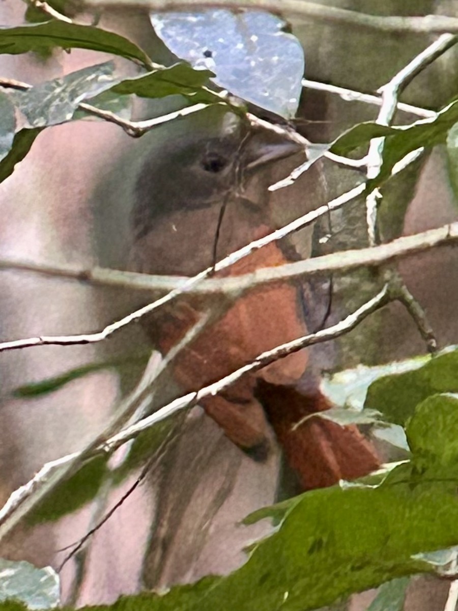 Kızıl Kanatlı Kurşuni Vanga - ML647457536