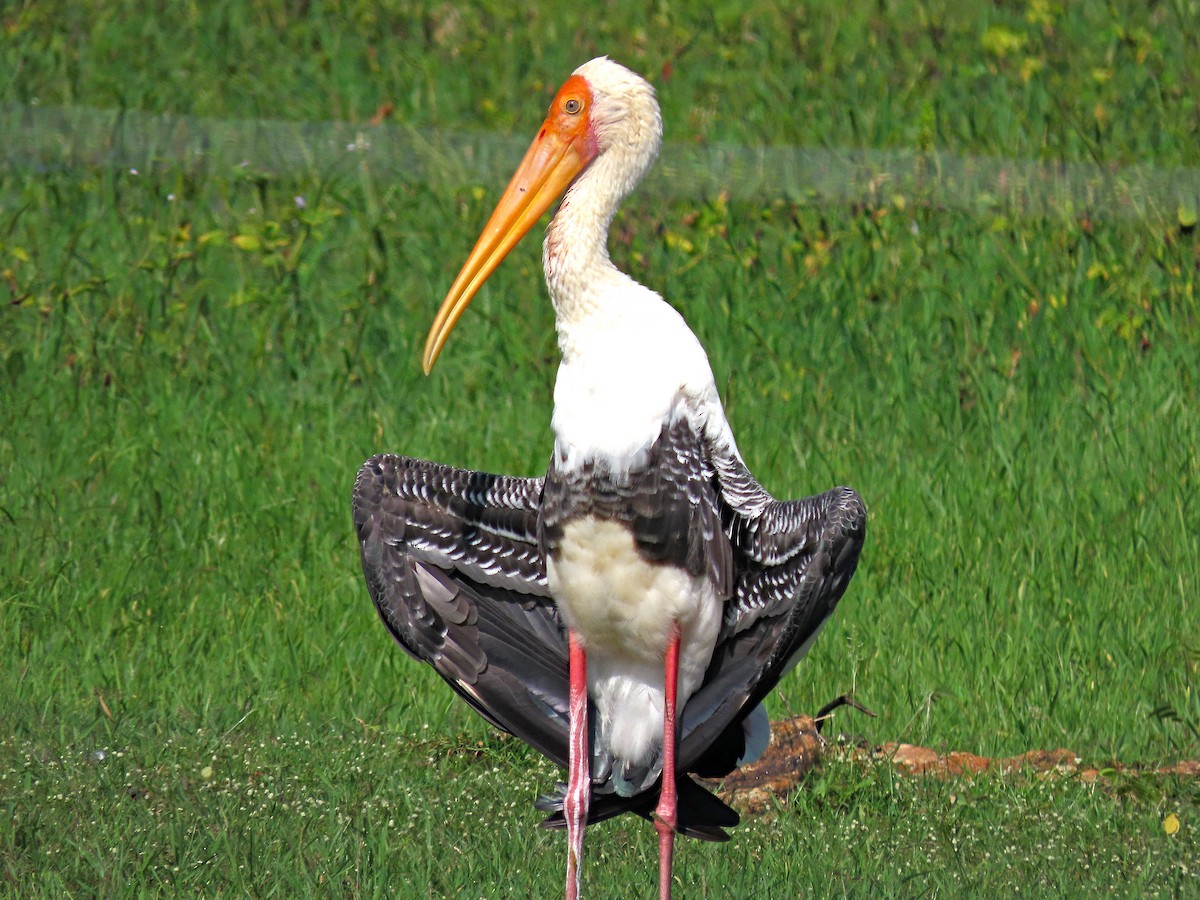 Alaca Leylek - ML647457543