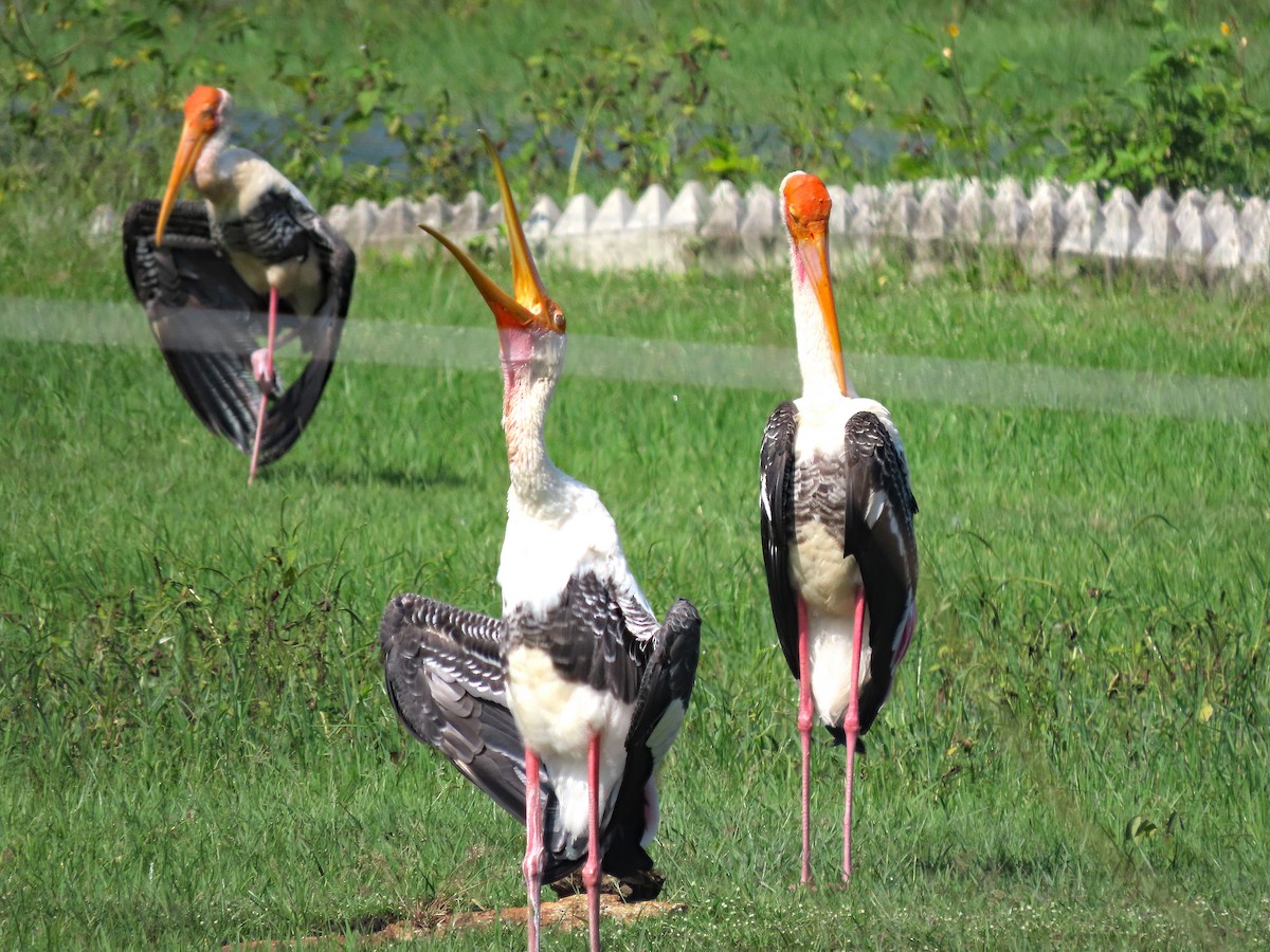 Alaca Leylek - ML647457550