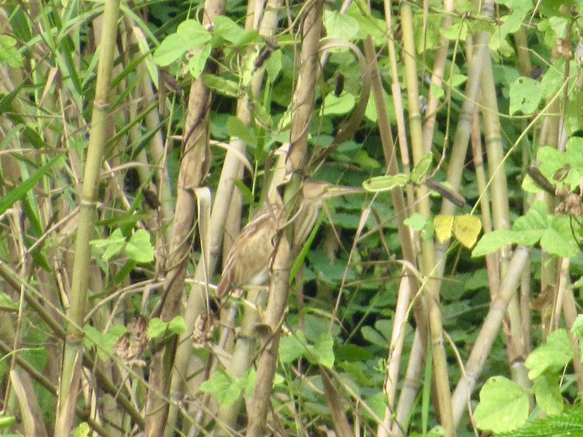 Sarı Küçük Balaban - ML647457552