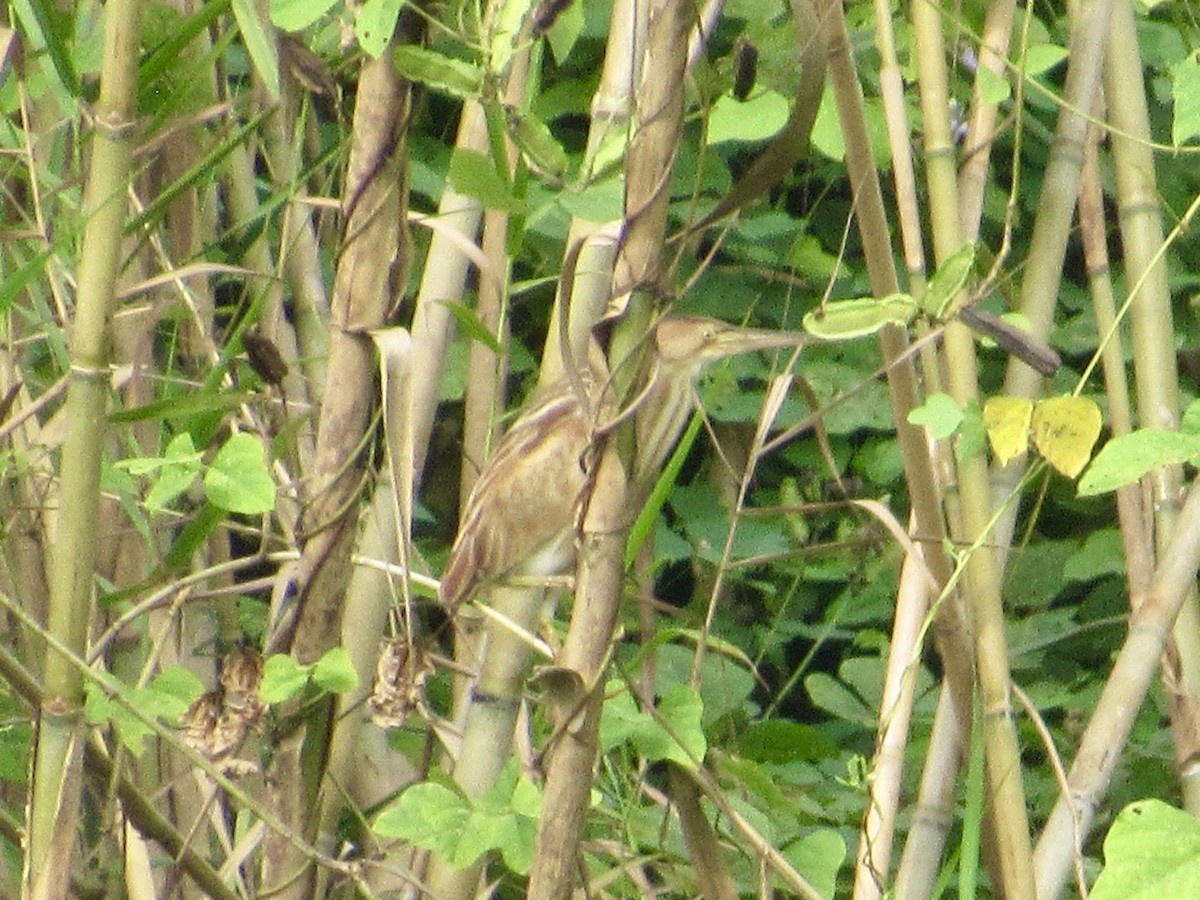 Sarı Küçük Balaban - ML647457553