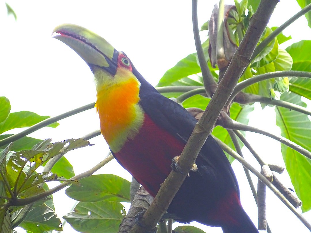 Kızıl Gerdanlı Tukan - ML647457554