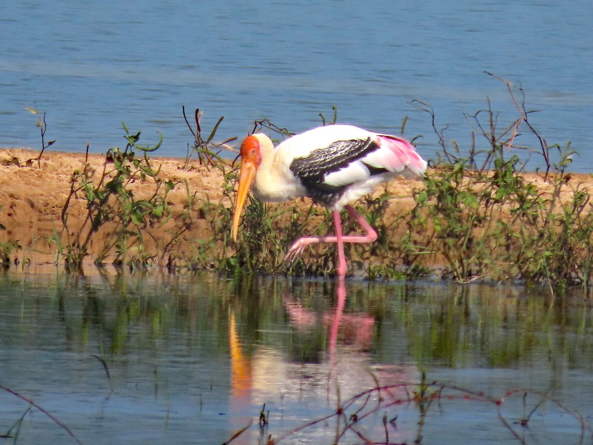 Alaca Leylek - ML647457555