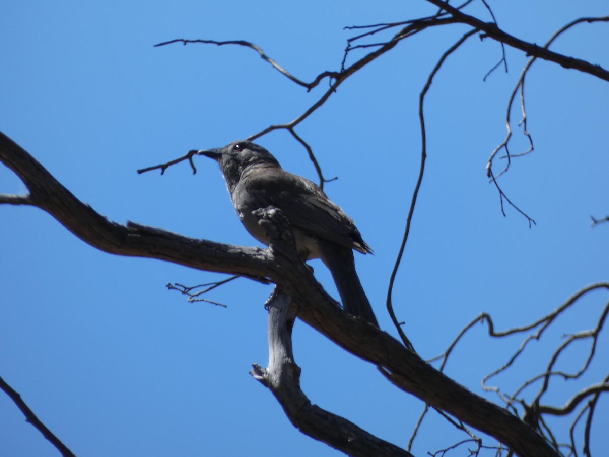 Gri Islıkçıardıç - ML647457556