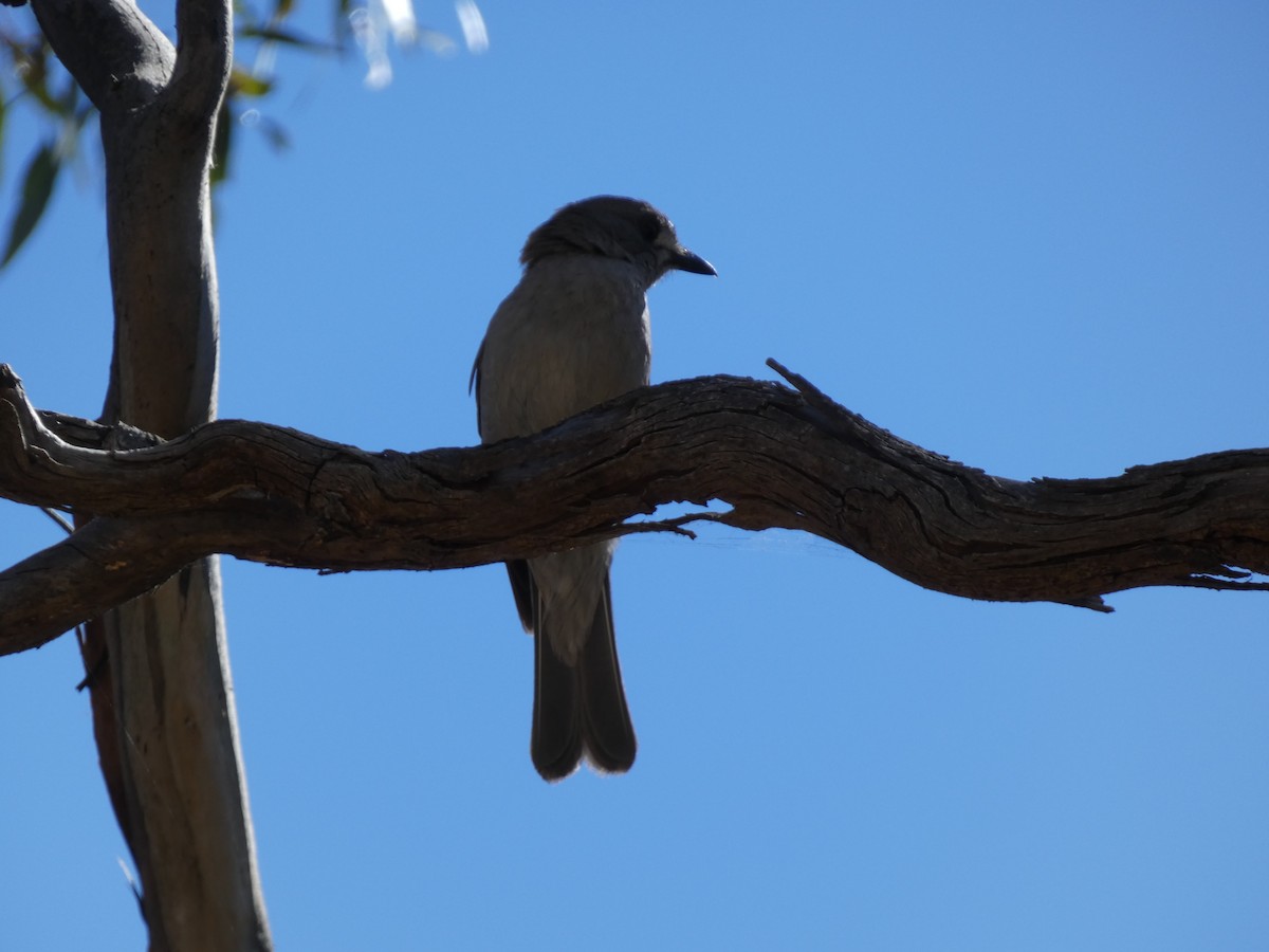 Gri Islıkçıardıç - ML647457558