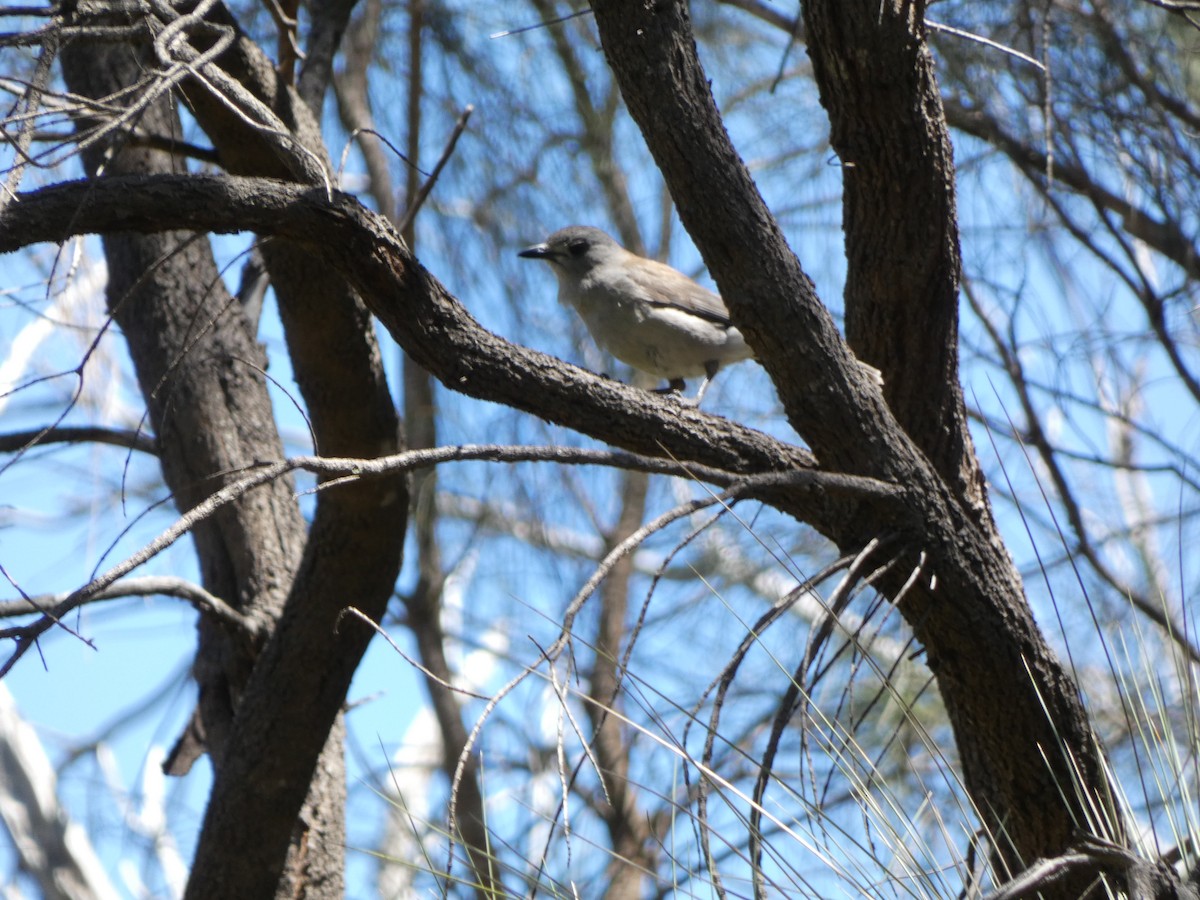 Gri Islıkçıardıç - ML647457562