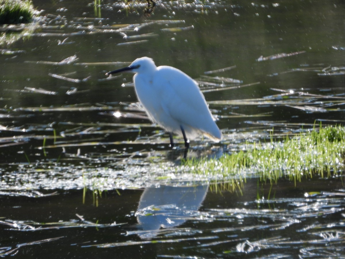 Little Egret - ML647457573