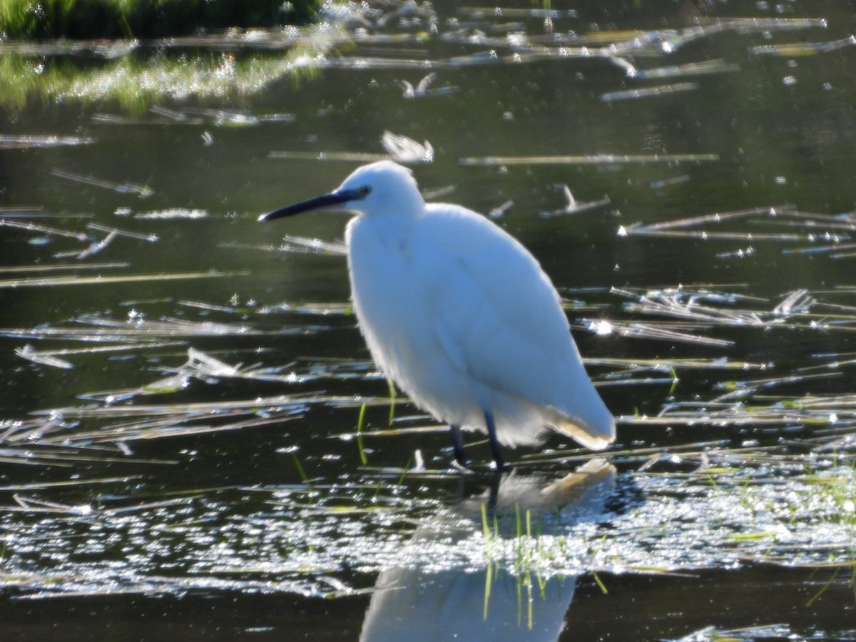 Little Egret - ML647457574