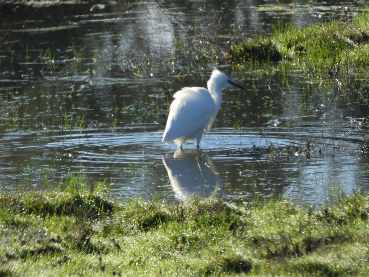 Little Egret - ML647457575