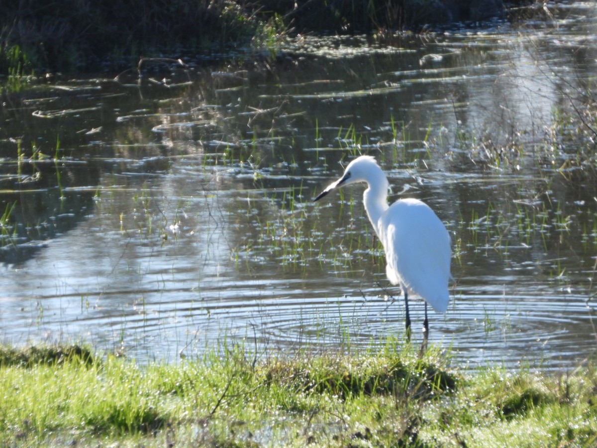 Little Egret - ML647457576