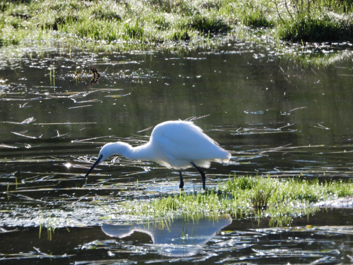 Little Egret - ML647457577