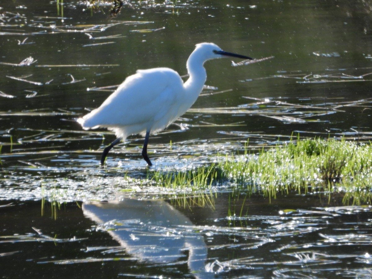 Little Egret - ML647457578