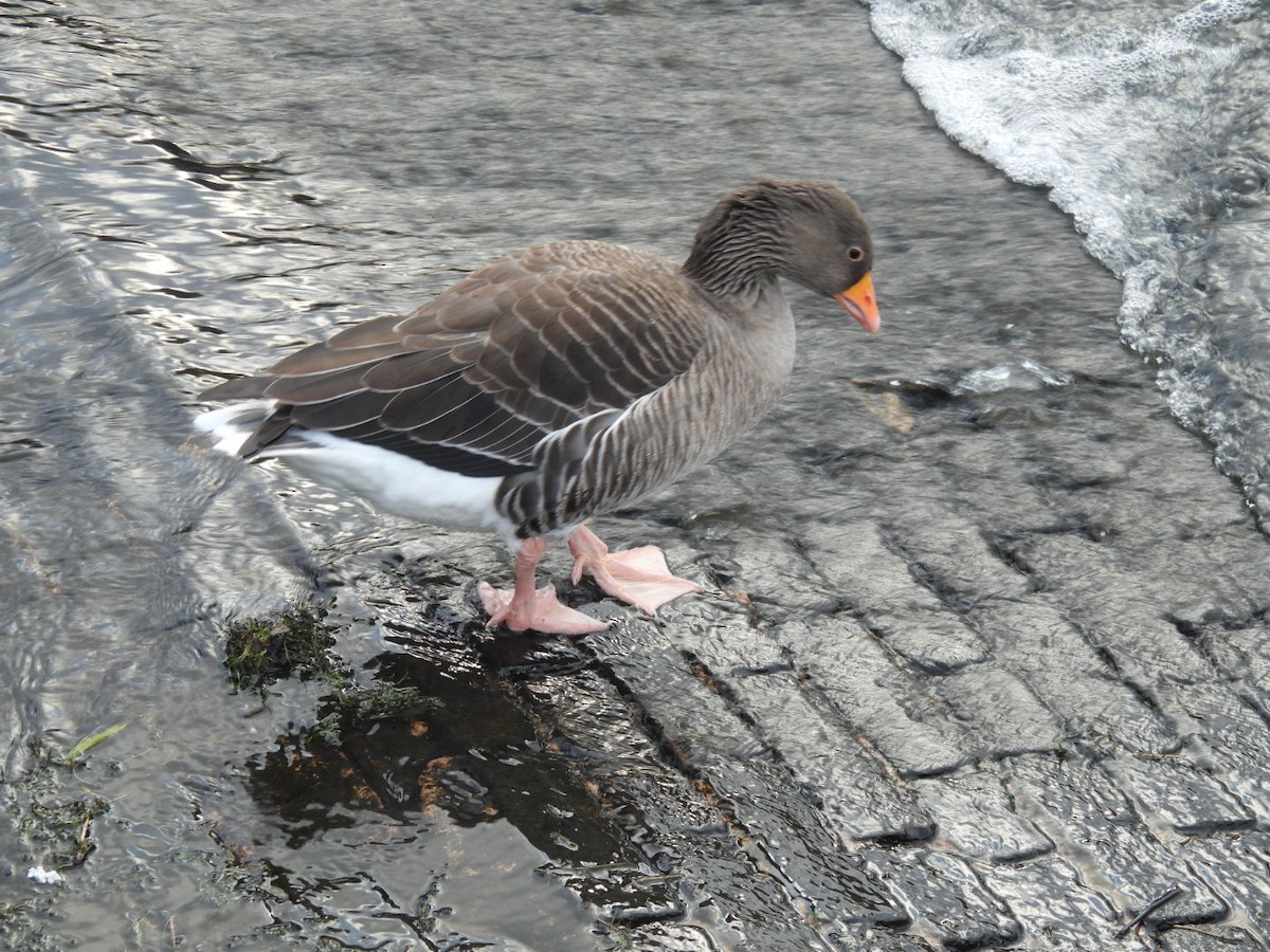 Graylag Goose - ML647457579