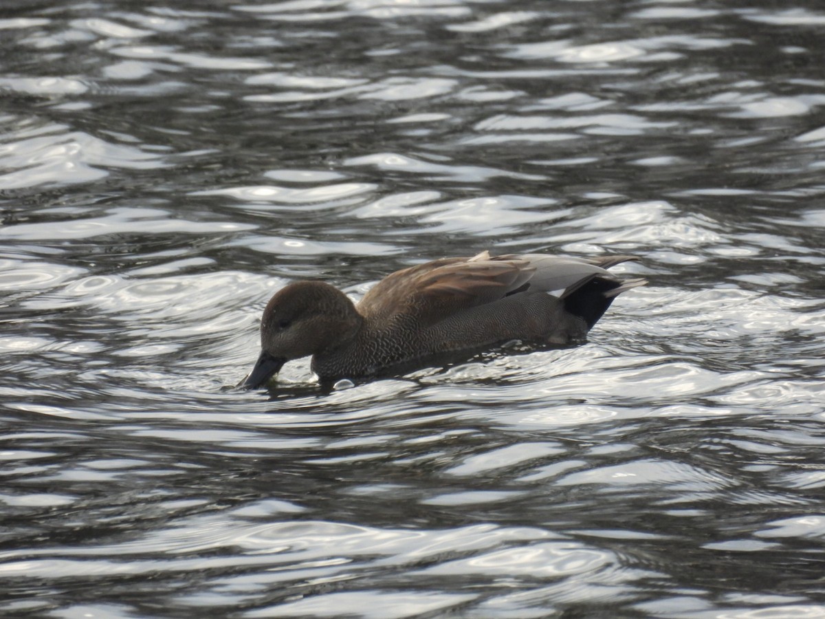 Ipar-ahatea - ML647457588