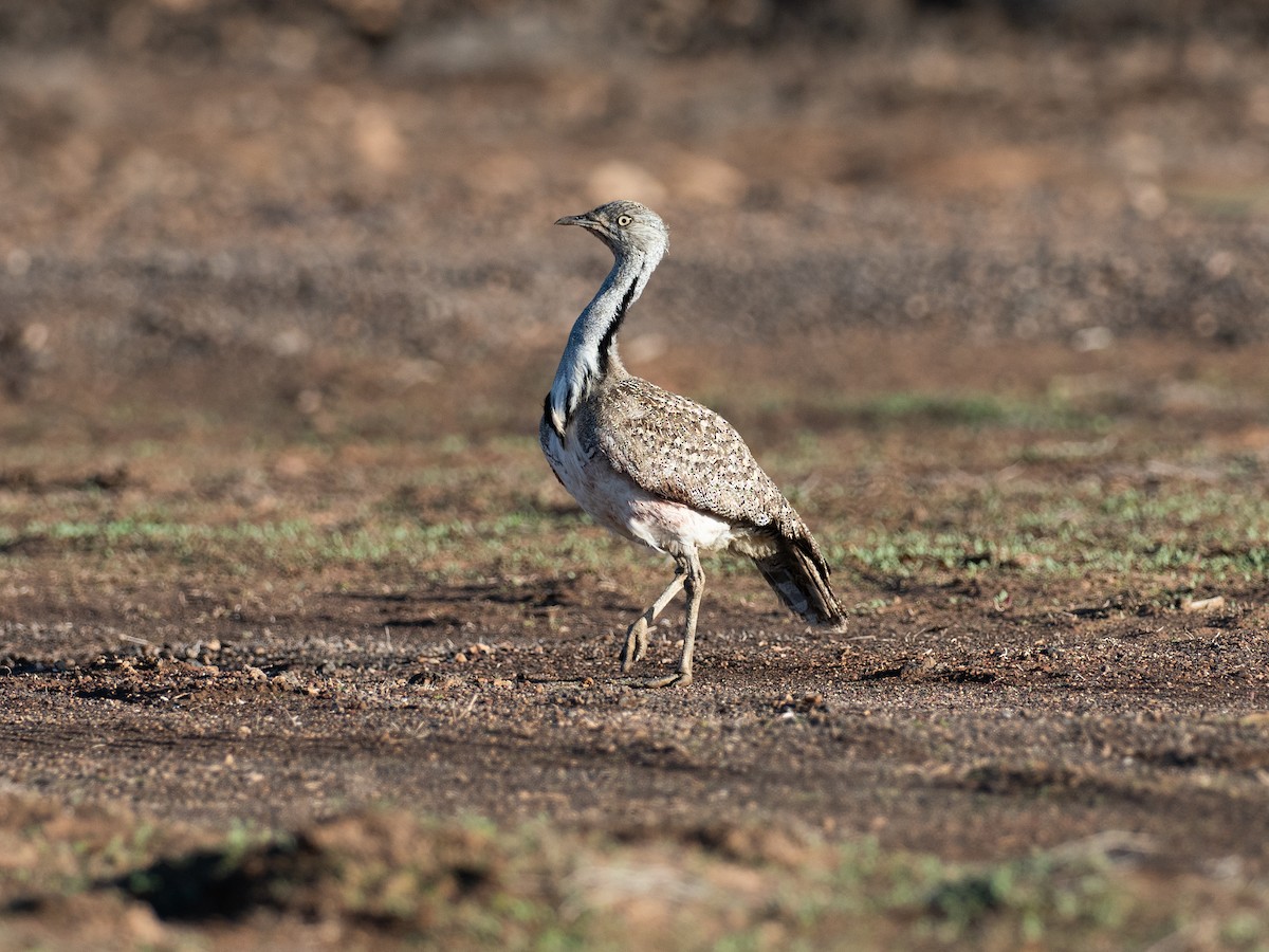 Hubara basoilo afrikarra (Kanariar uharteetakoa) - ML647457602
