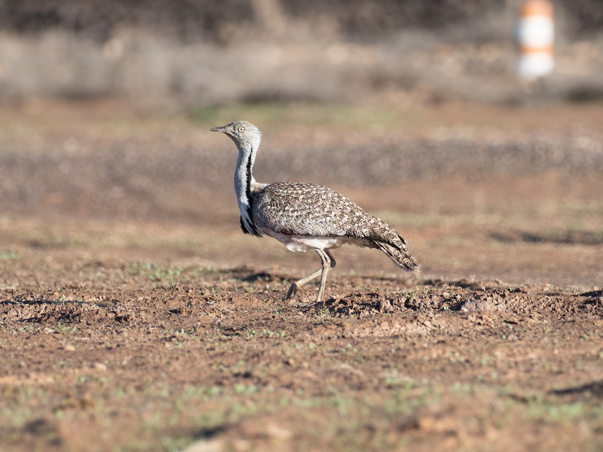 Hubara basoilo afrikarra (Kanariar uharteetakoa) - ML647457603