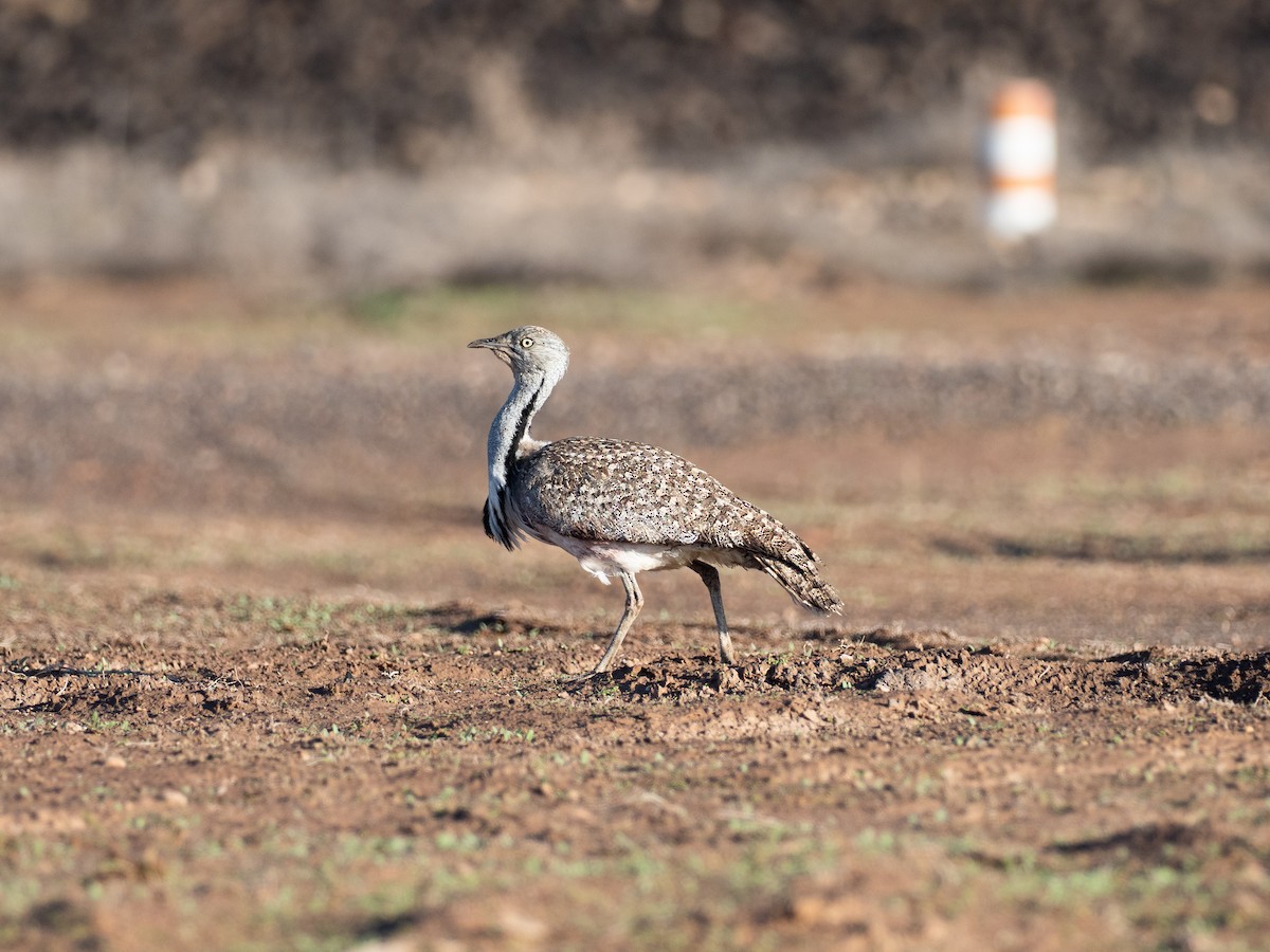 Hubara basoilo afrikarra (Kanariar uharteetakoa) - ML647457605