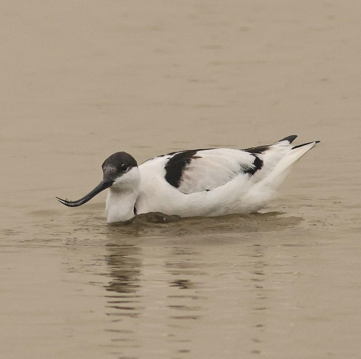 Abozeta kaskabeltza - ML647457612