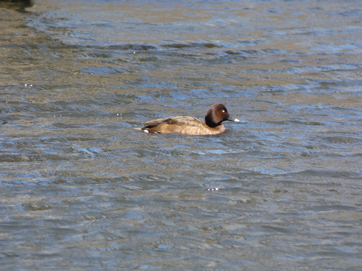 Murgilari australiarra - ML647457613