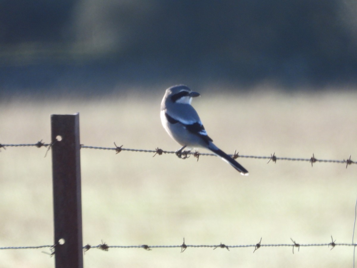 Iberian Gray Shrike - ML647457614