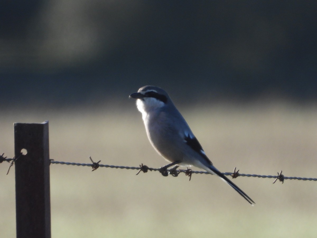 Iberian Gray Shrike - ML647457615