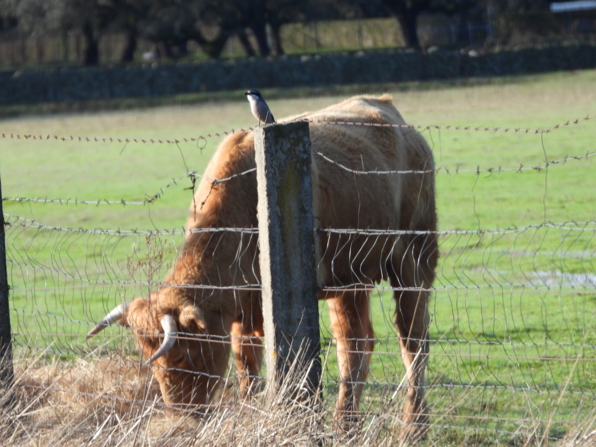 Antzandobi handi iberiarra - ML647457616