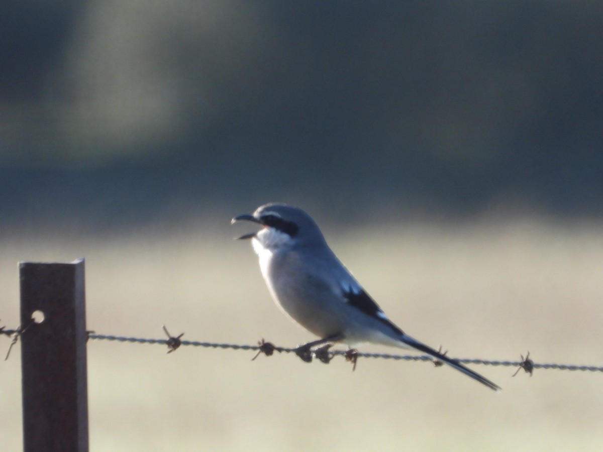 Antzandobi handi iberiarra - ML647457617