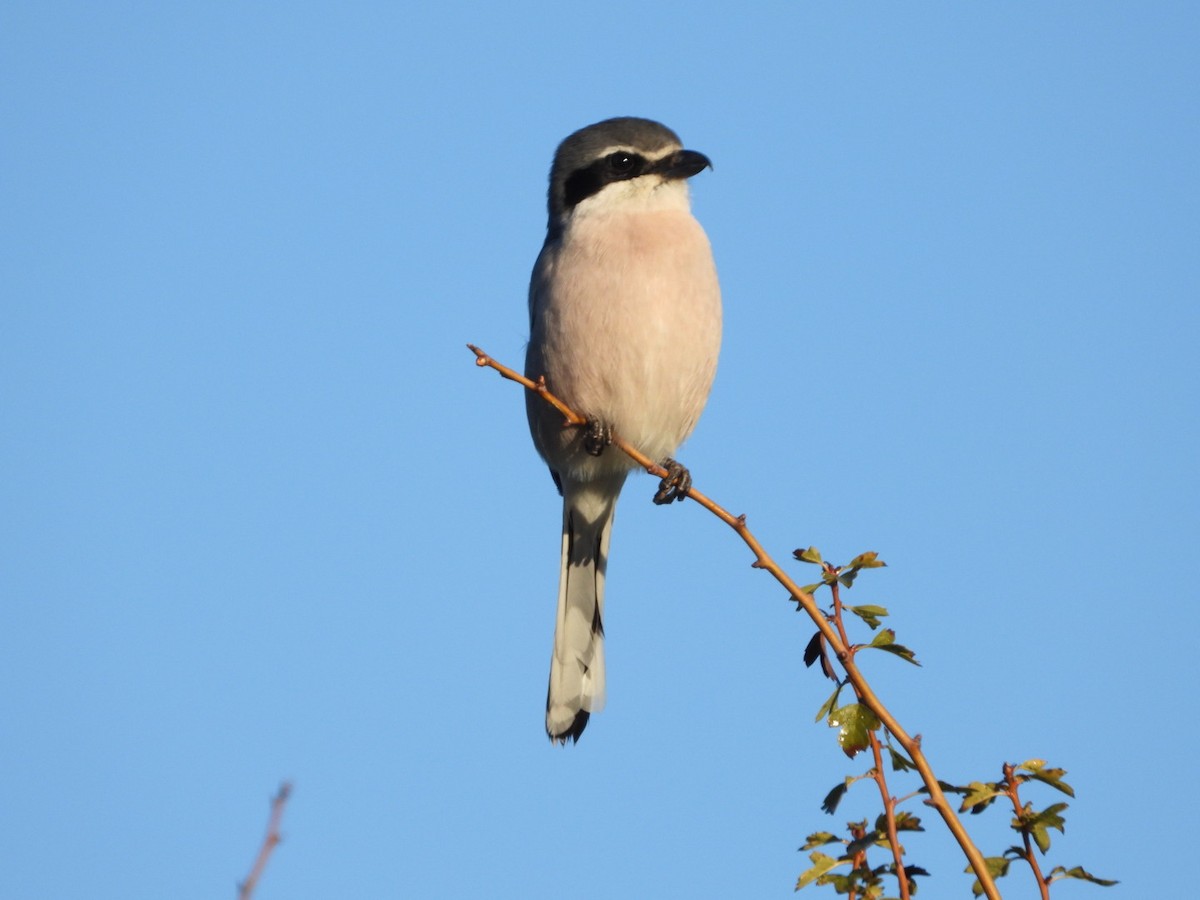 Antzandobi handi iberiarra - ML647457618