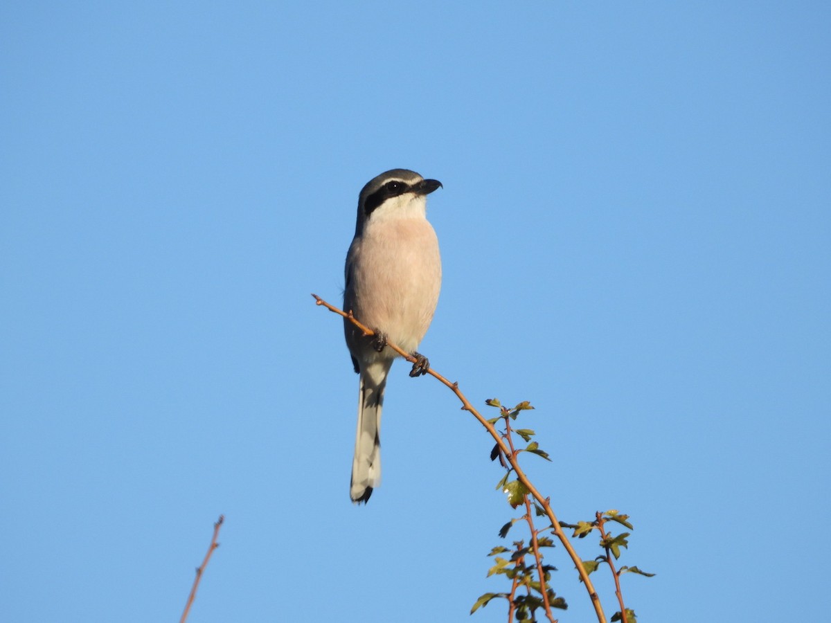 Antzandobi handi iberiarra - ML647457619