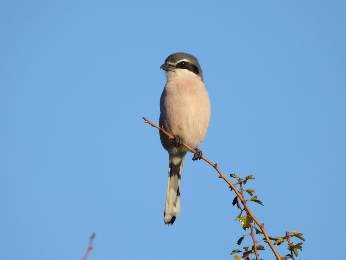 Iberian Gray Shrike - ML647457620