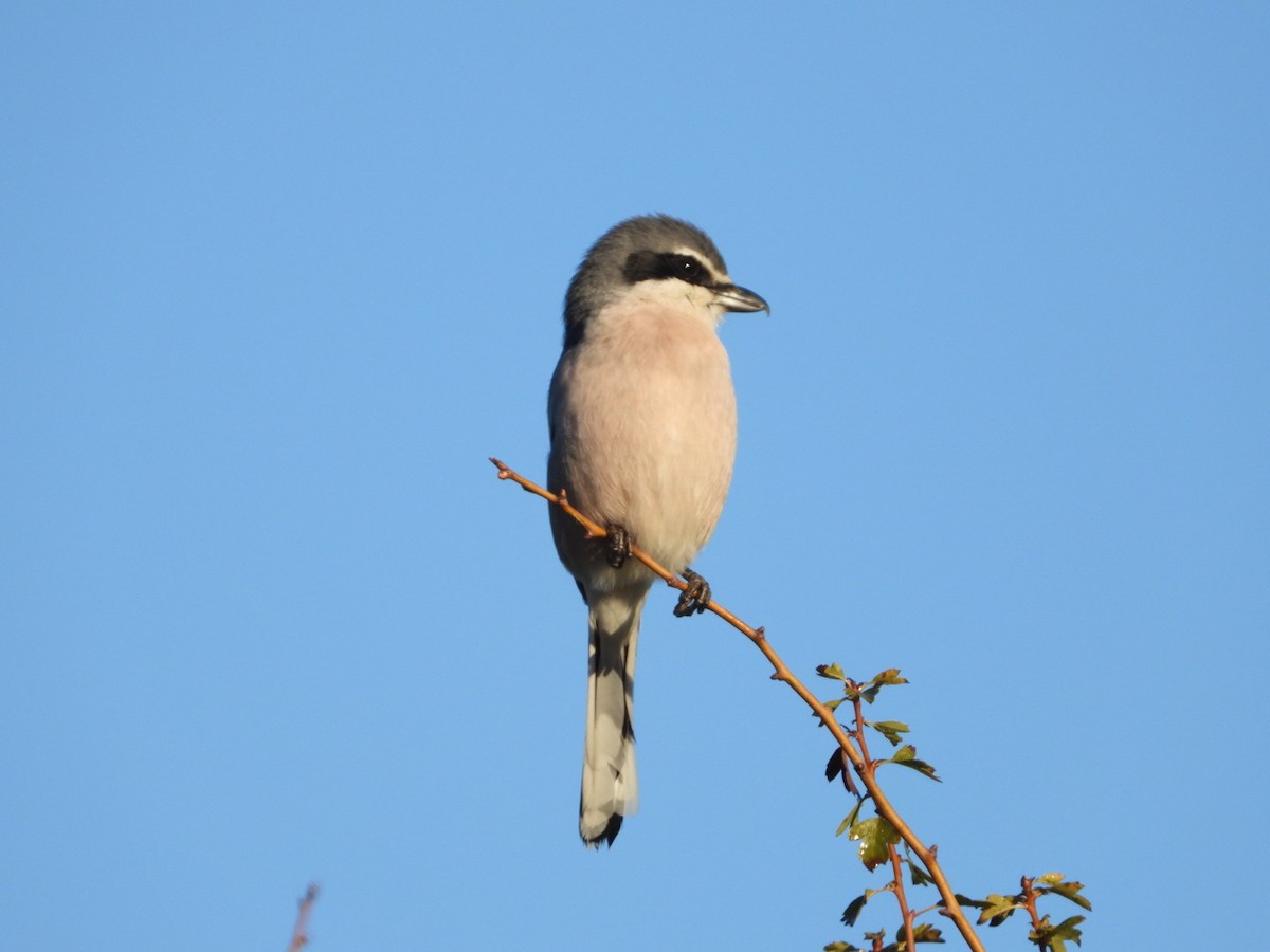 Antzandobi handi iberiarra - ML647457621