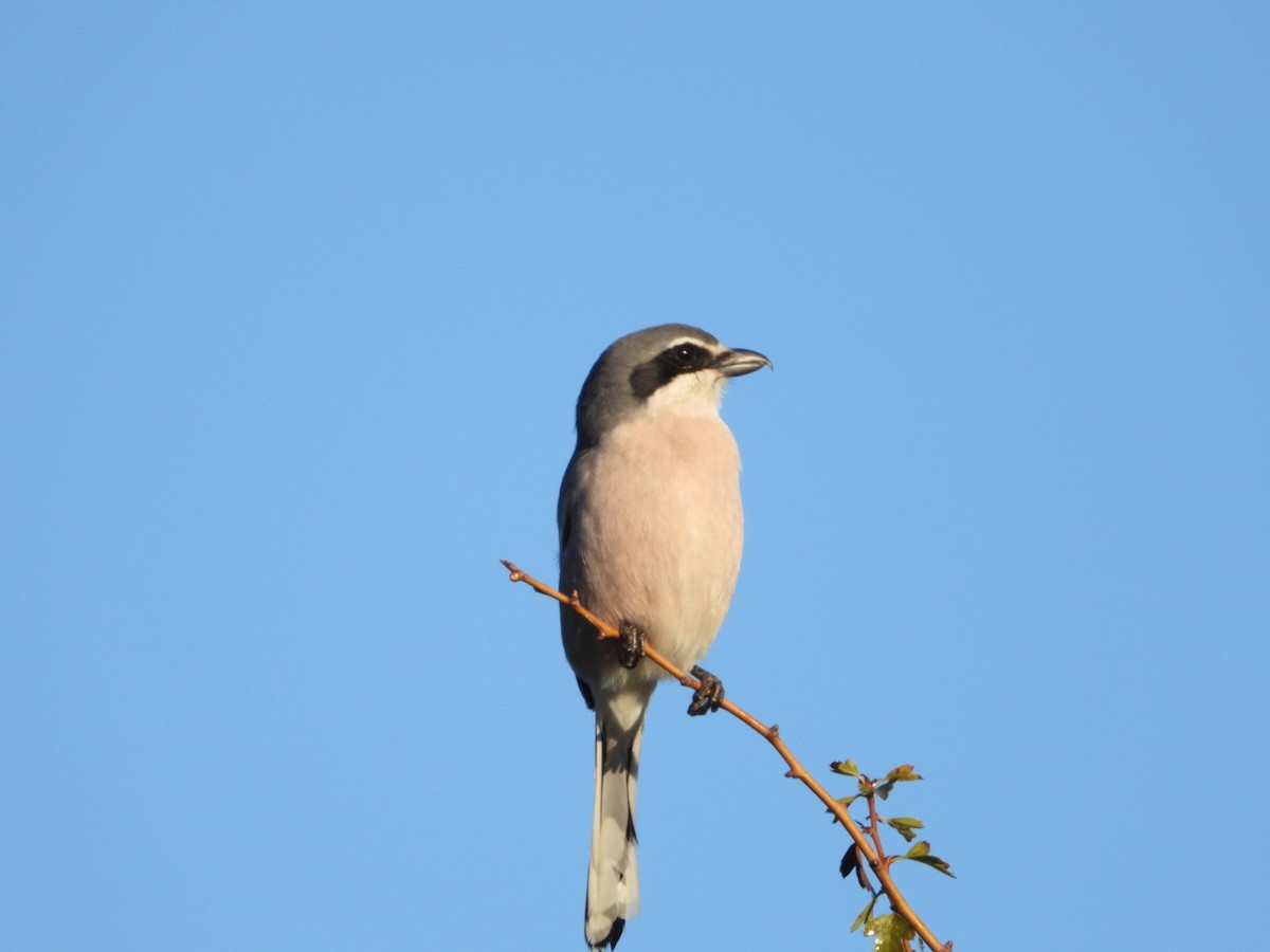 Antzandobi handi iberiarra - ML647457622