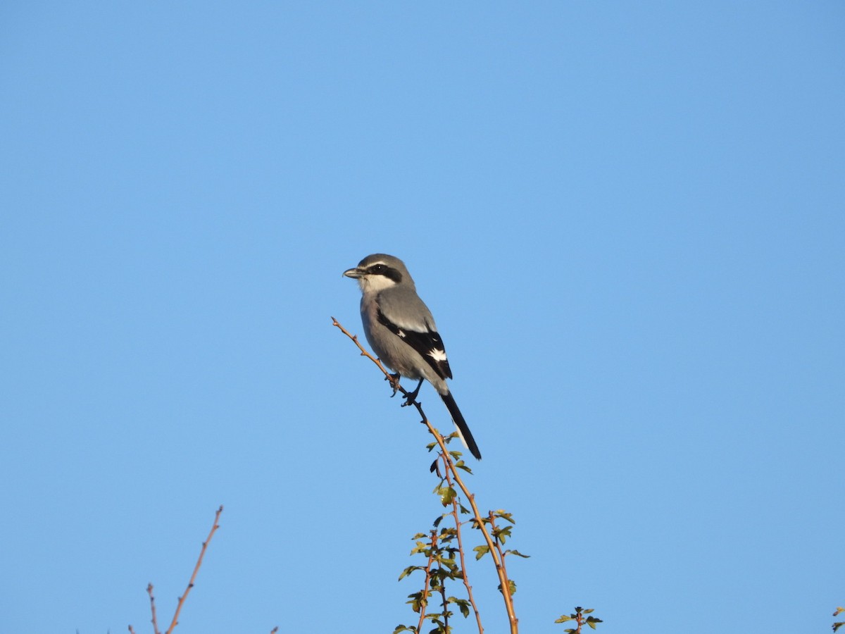 Antzandobi handi iberiarra - ML647457623