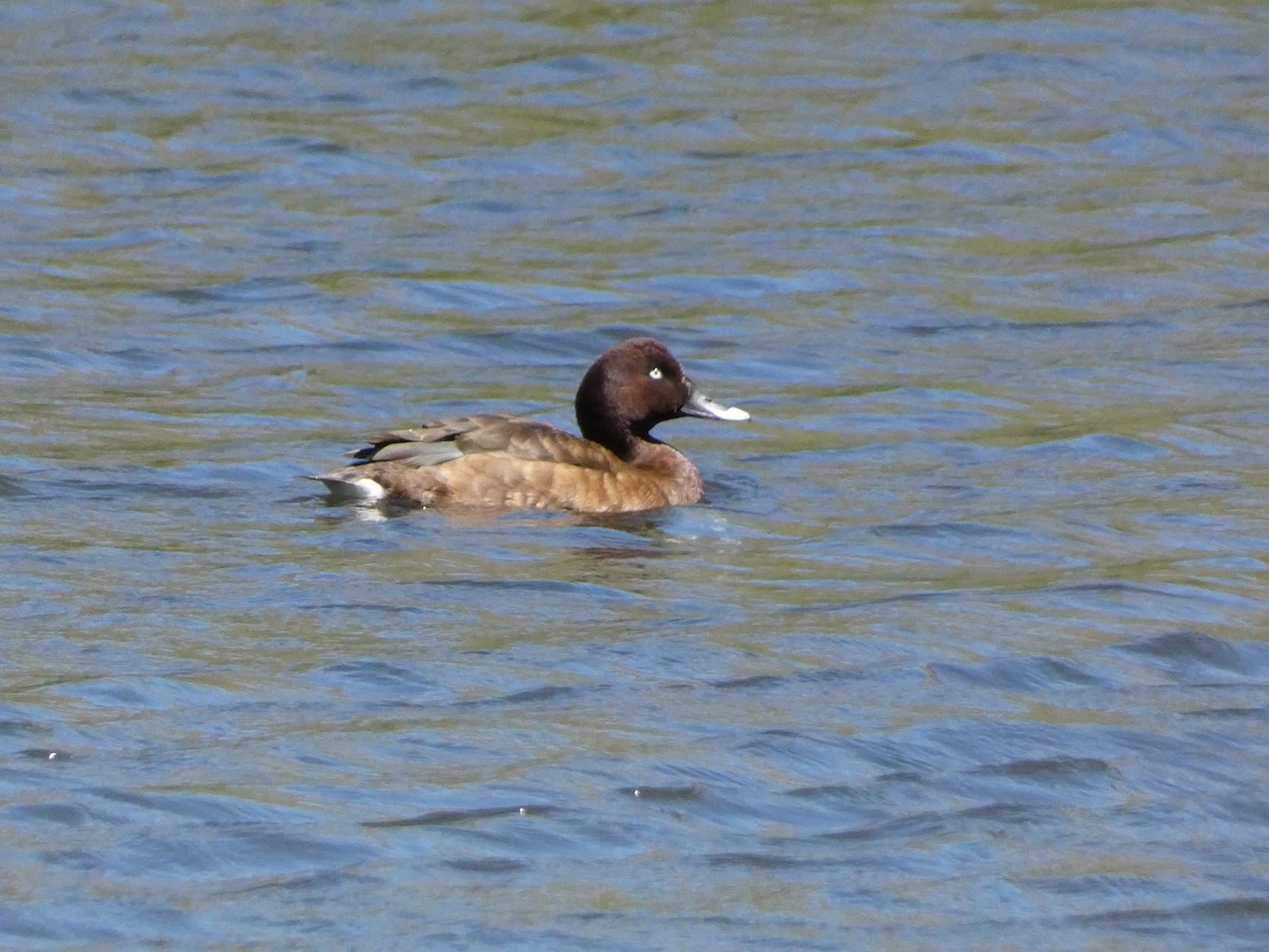 Murgilari australiarra - ML647457625